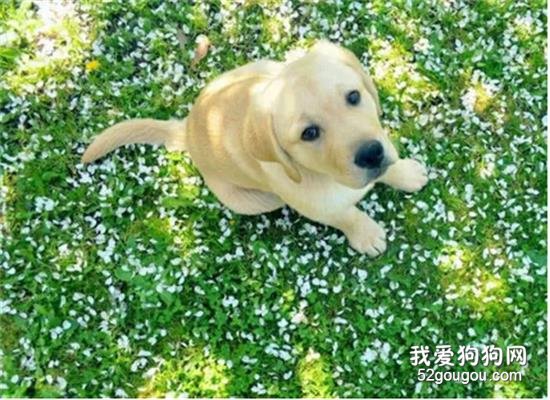 怎样预防犬疱疹病毒感染？