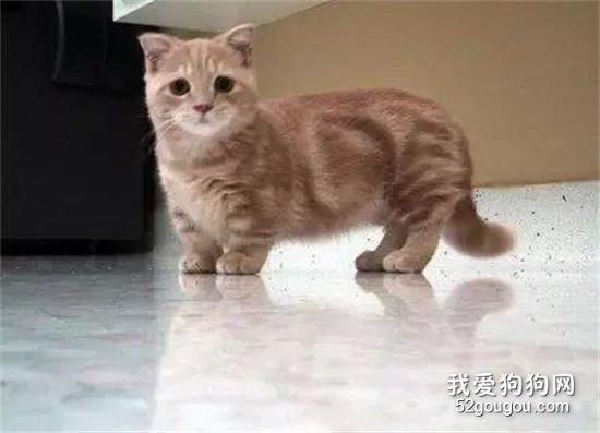 波波茶是什么品种的猫