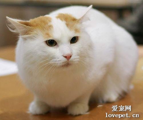 土耳其梵猫性格特点是什么?