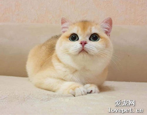 猫咪的毛发分层了是怎么了？