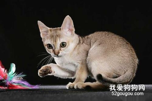 体型最小的猫 你听说过“阴沟猫”吗？