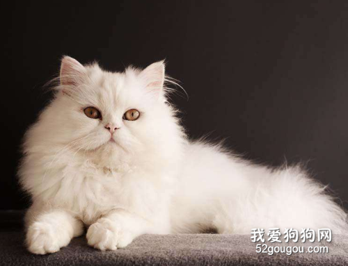 猫咪呕吐是怎么回事 猫咪呕吐的原因有哪些？