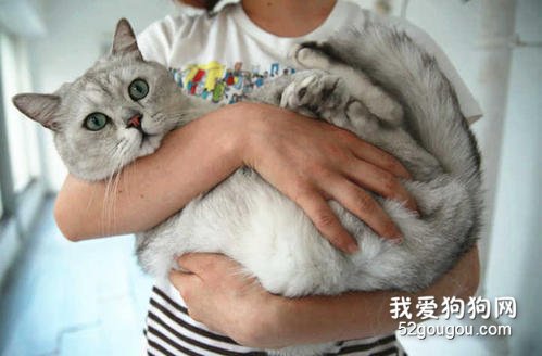 抱猫咪的正确姿势 正确的抱猫姿势你都知道了吗?