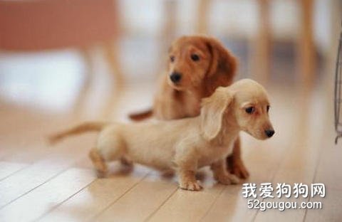 饲养腊肠犬