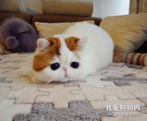 猫吃狗粮会不会有事 狗粮中的营养并不能及时补充给猫咪