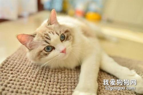 长寿的猫品种 这些猫咪属于比较长寿的猫咪了！