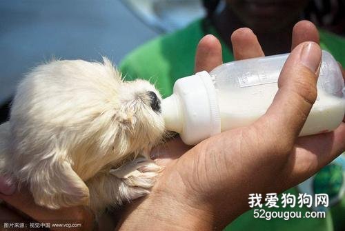 狗妈妈奶水不足怎么办?怎么人工喂食幼犬?