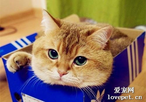 猫咪打呼噜是怎么回事 猫咪打呼噜是原因