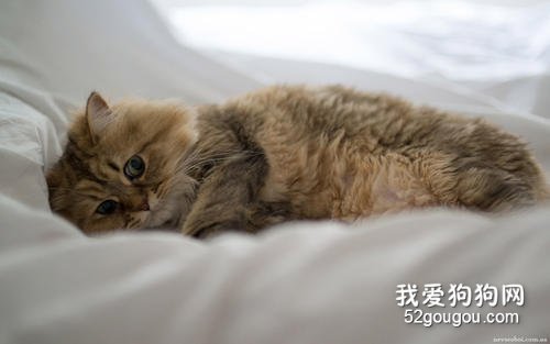 猫为什么喜欢睡床尾?