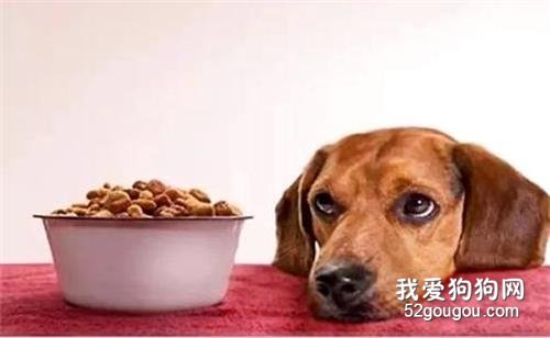 狗狗一天喂几次