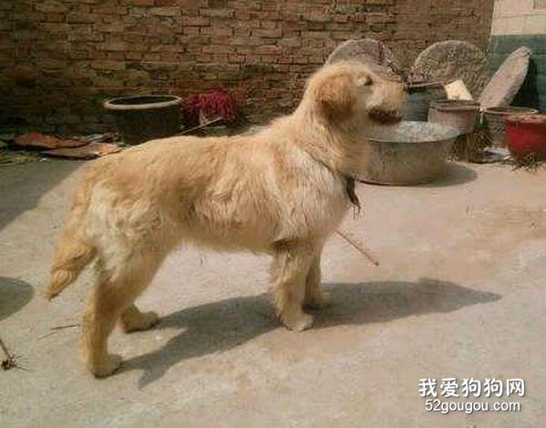 金毛犬换毛