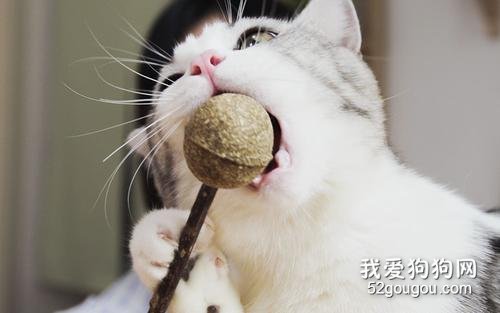 玩耍的猫咪