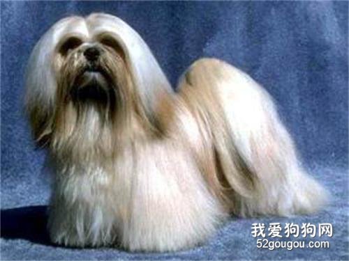 拉萨犬的性格 对主人听话对陌生人警戒心强