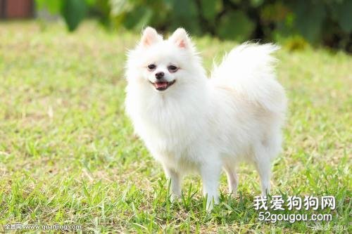 博美犬每天晚上咳嗽很厉害怎么办？