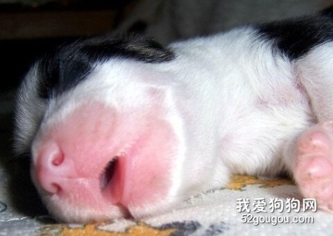 哺乳期幼犬