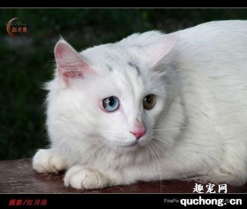 猫咪为什么喜欢蹭屁股 可能是肛门腺发炎