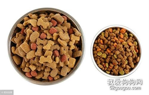 饲养泰迪犬，这些优缺点你最好先了解！