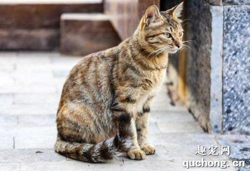 中国狸花猫怎么选购 狸花猫选购技巧