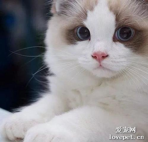 饲养毛发长的猫咪有哪些注意事项