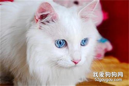 长寿的猫品种 这些猫咪属于比较长寿的猫咪了！