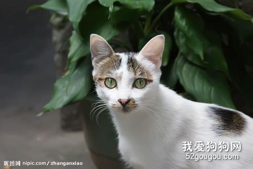 小猫爱放屁很臭怎么办 原因是有三种情况！