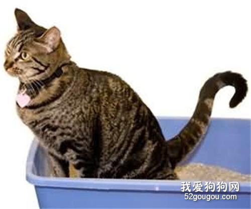 怎样训练猫大小便