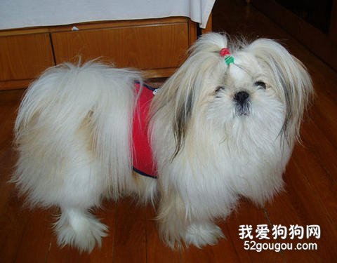 西施犬护理