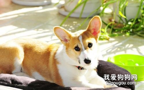 犬猫发情期你知道吗？