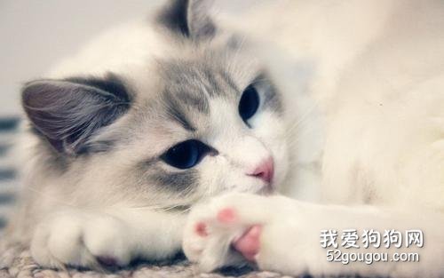 布偶猫怎么看品相 记住上品布偶这几大特征