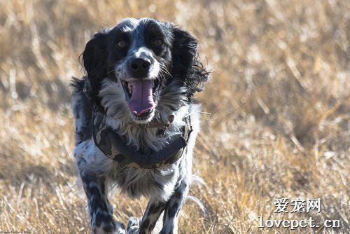 狗狗便秘的症状、危害及治疗方法