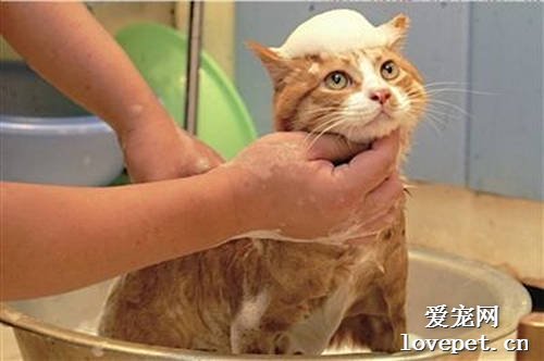 长毛猫如何洗澡 长毛猫洗澡该怎么洗