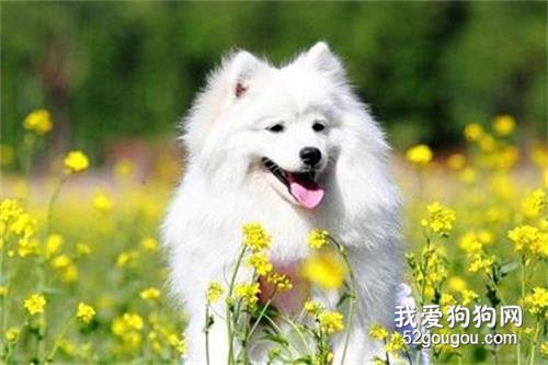 狗狗低血糖怎么办 幼犬和母犬都需要注意哦！