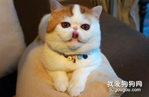 猫什么时候绝育 猫猫绝育的注意事项