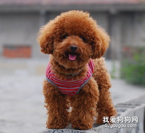 泰迪犬