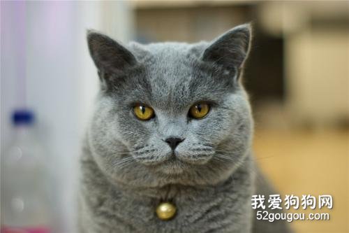 长寿的猫品种 这些猫咪属于比较长寿的猫咪了！