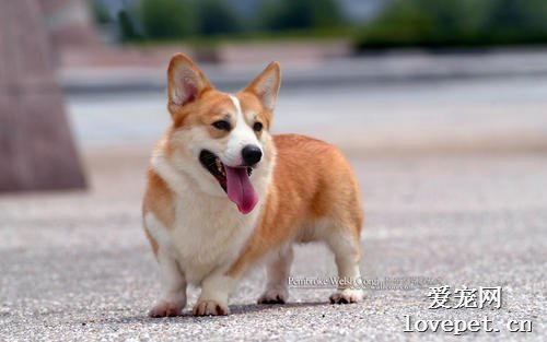 犬食道异物诊断及治疗方法