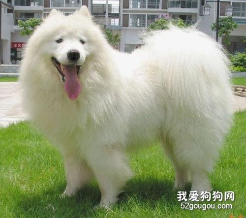 几种最适合家养的大型犬