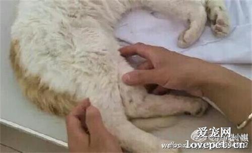 怎么给猫测体温 给猫测体温方法