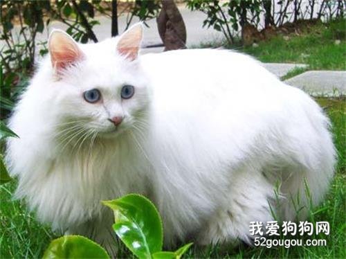 猫呼吸有呼噜声 是患病了还是舒服的表现？