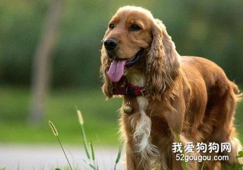 可卡犬耳病预防