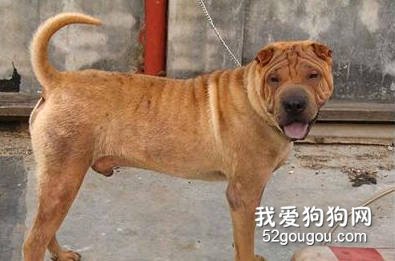 制止沙皮犬攻击行为