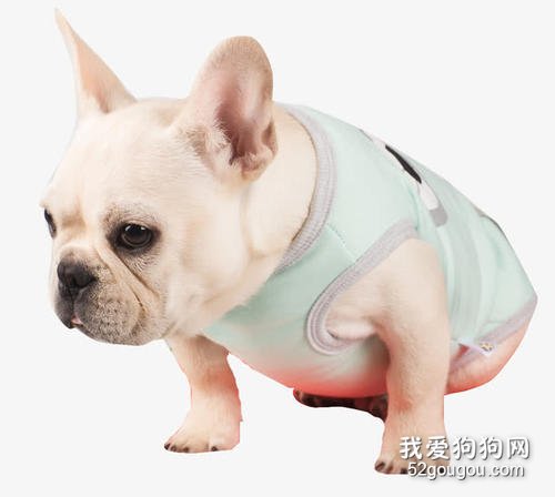 法国斗牛犬的尴尬期和爆头期是什么？