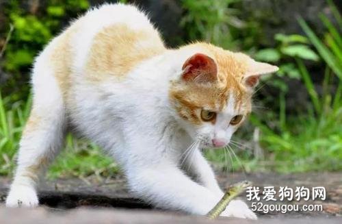 猫驱完虫拉稀正常吗？ 可能是喂养问题