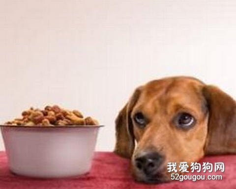 狗狗饮食