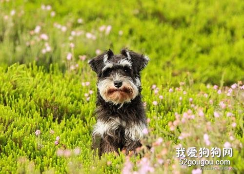 适合家养的小型犬有哪些