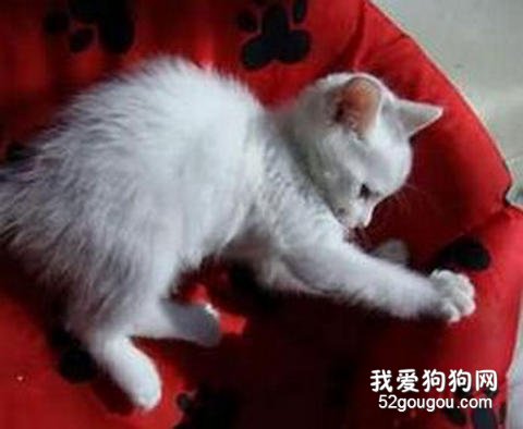 猫咪抓沙发