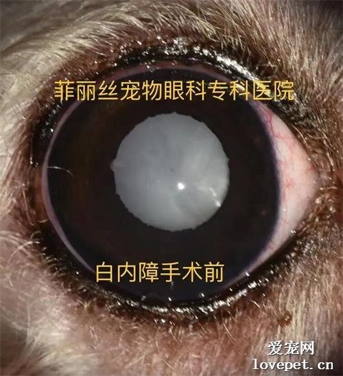 关于狗狗白内障的七个问题，你知道几个？