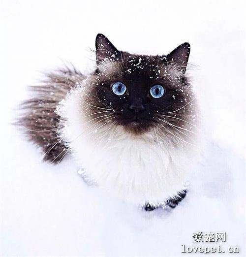 猫咪为什么会呕吐？如何解决