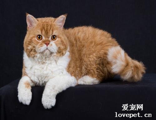 宠物猫咪和狗狗肾病的症状、检测和预防方法