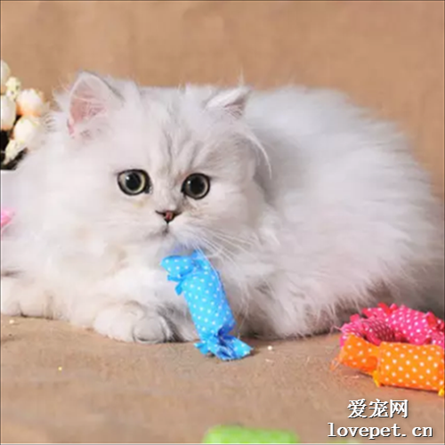 金吉拉猫咪市场行情怎么样？